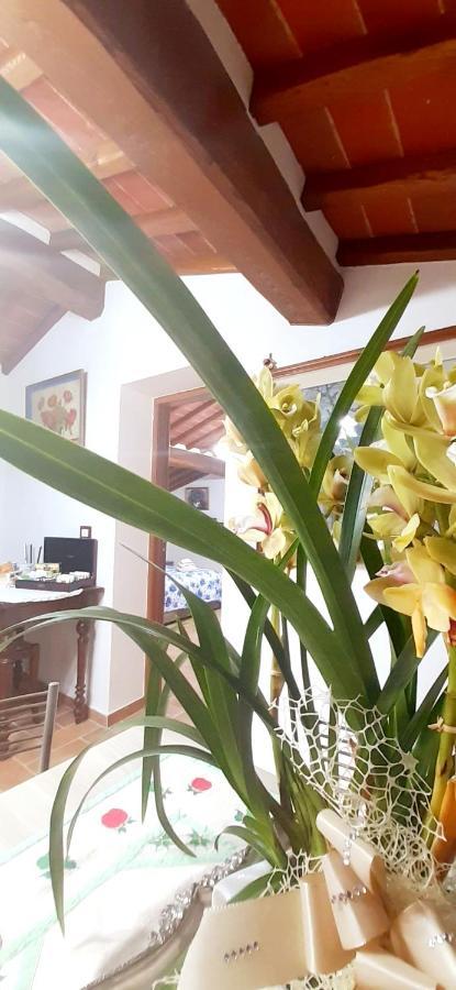 Ferienwohnung Mansarda Degli Ulivi Rigomagno Exterior foto
